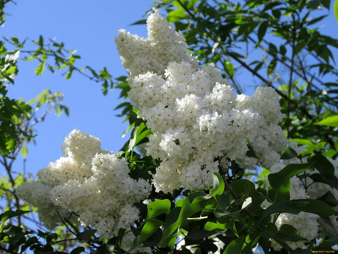 Сирень белая кустарник