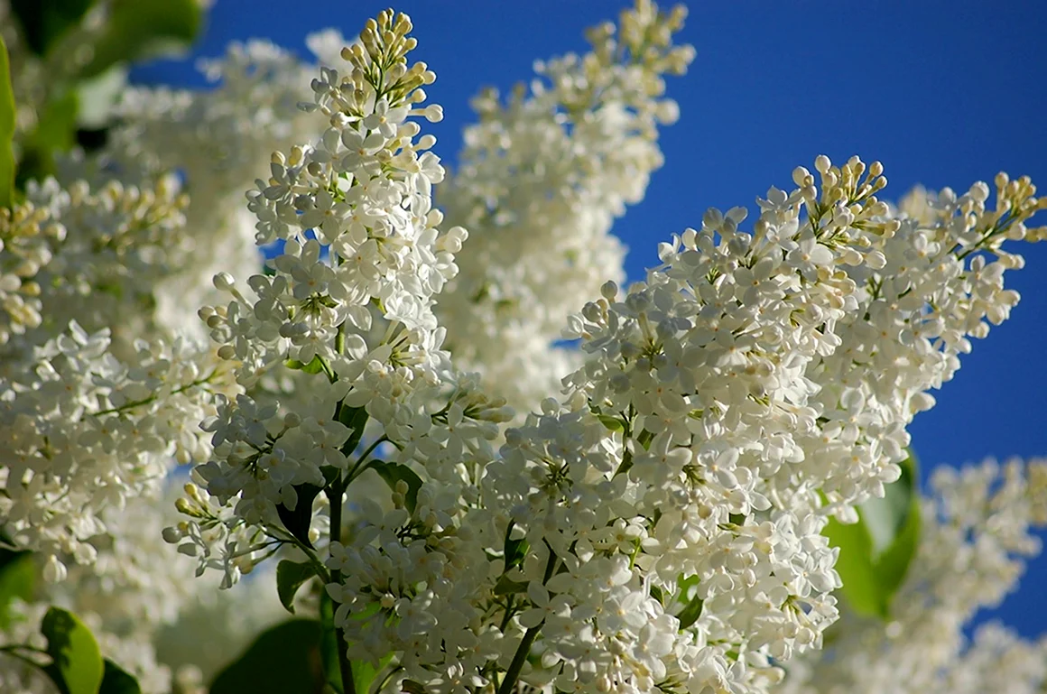 Сирень Экселент