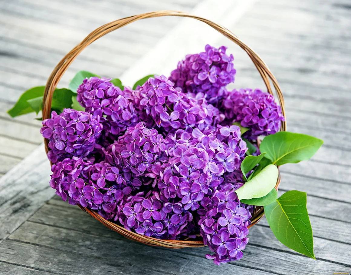Сирень Флауэр перпл
