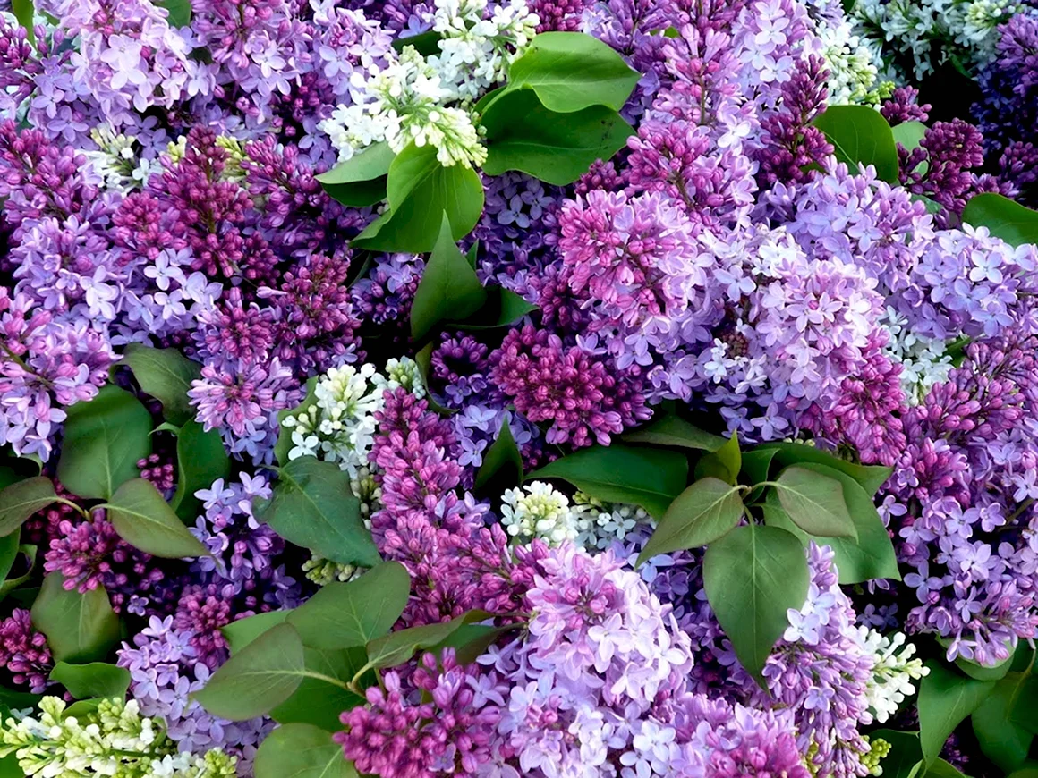 Сирень Кэнди Роуз