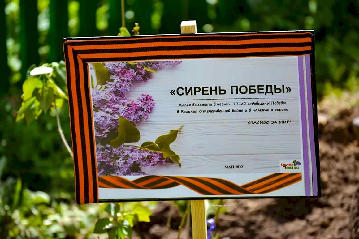 Сирень Победы