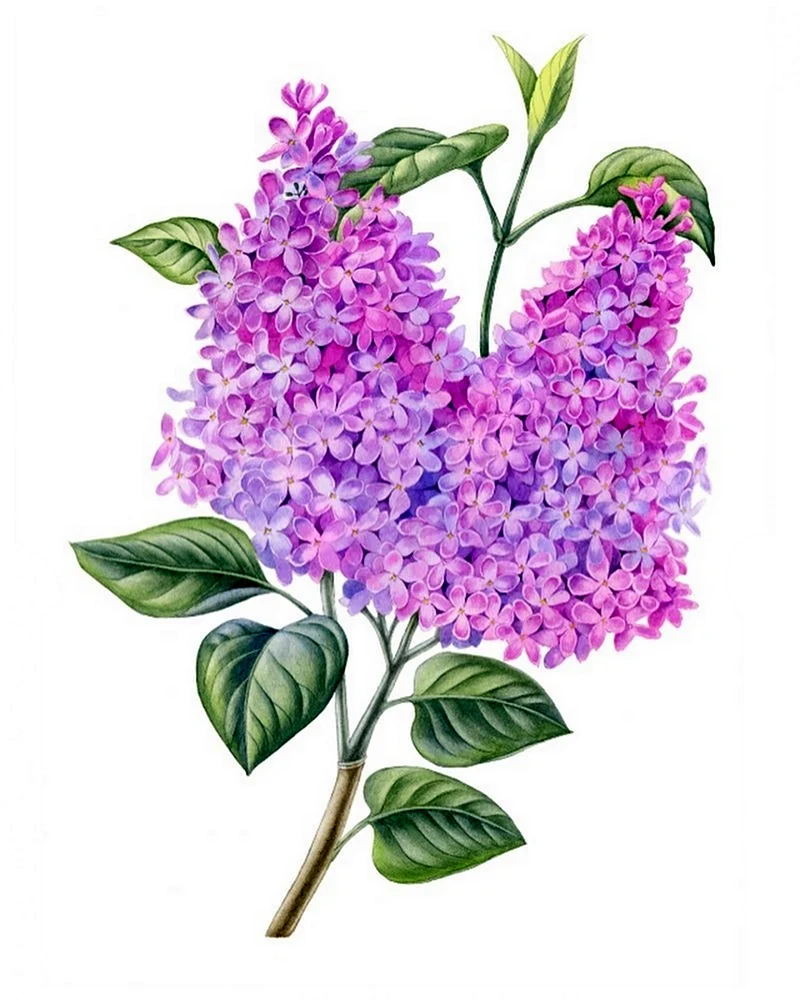 Сирень рисунок