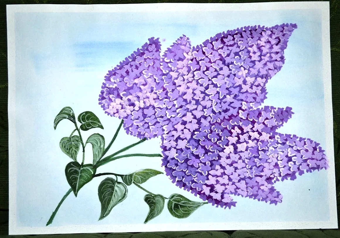 Сирень рисунок