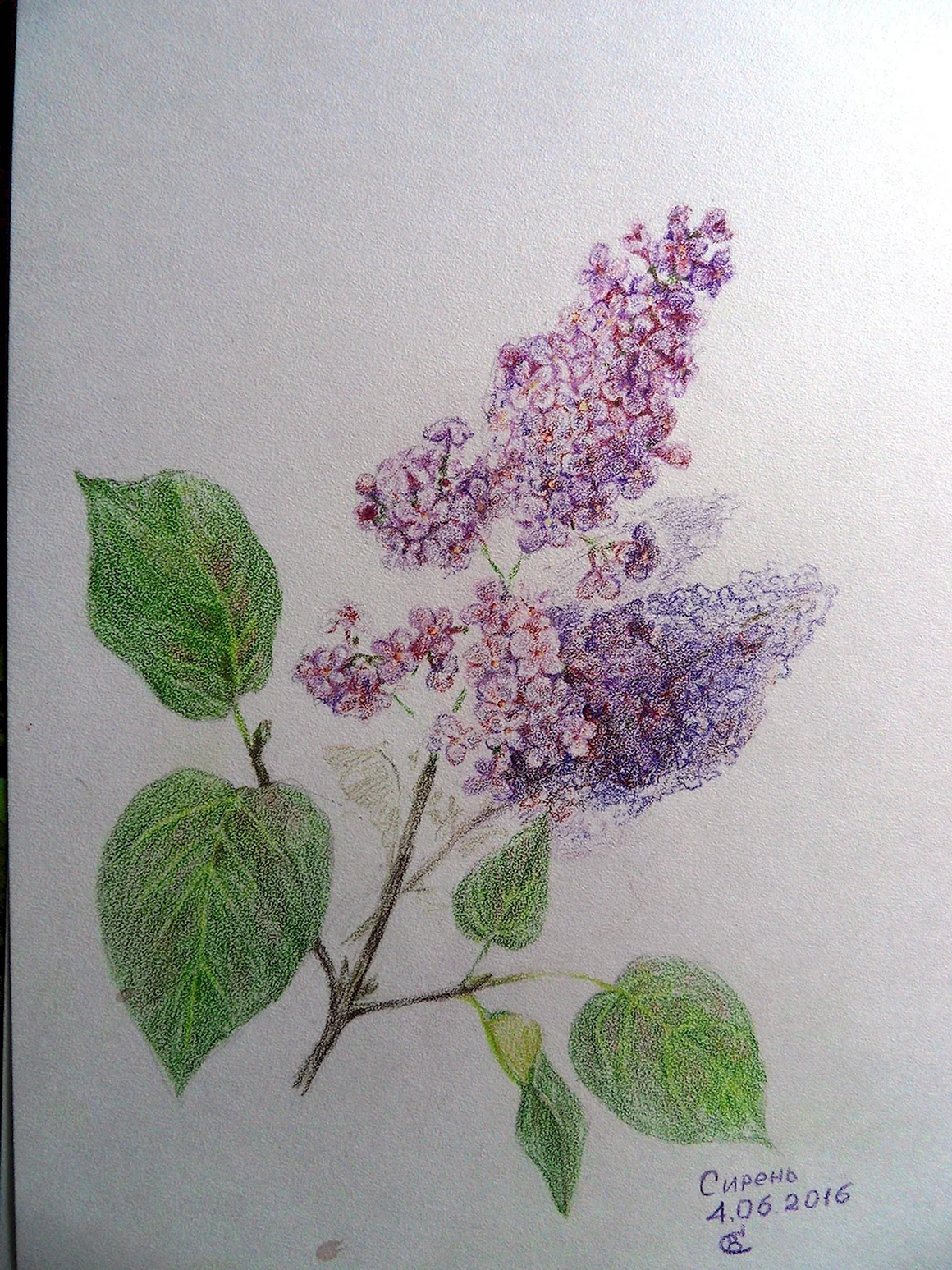 Сирень рисунок