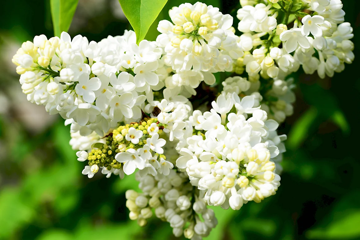 Сирень Звягинцева
