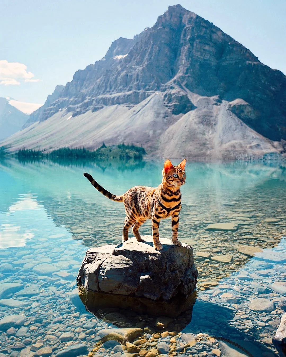 Сьюки кот путешественник