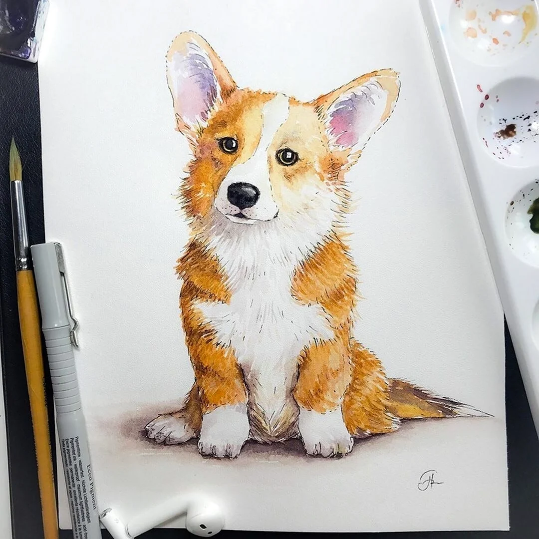 Скетчинг корги