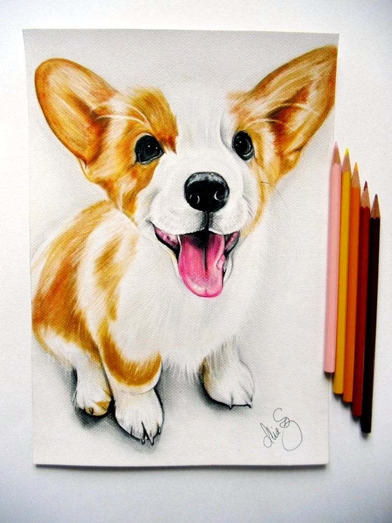 Скетчинг корги