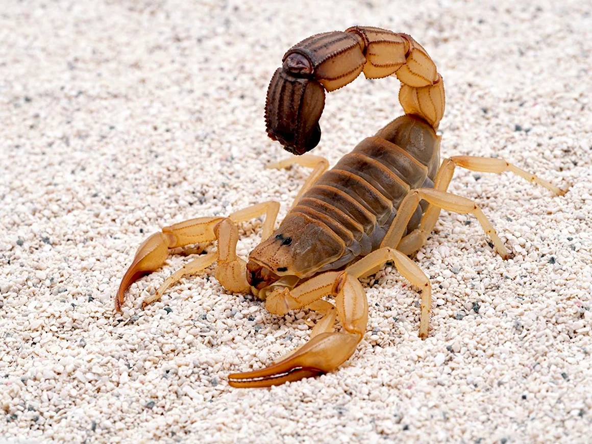 Скорпион Androctonus Australis