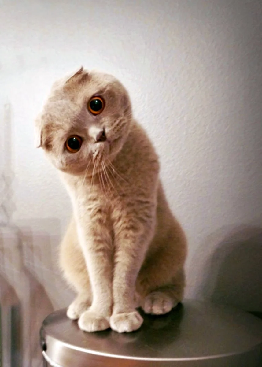 Скоттиш фолд