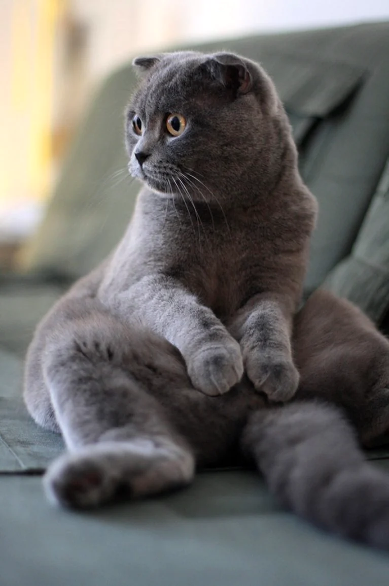 Скоттиш фолд