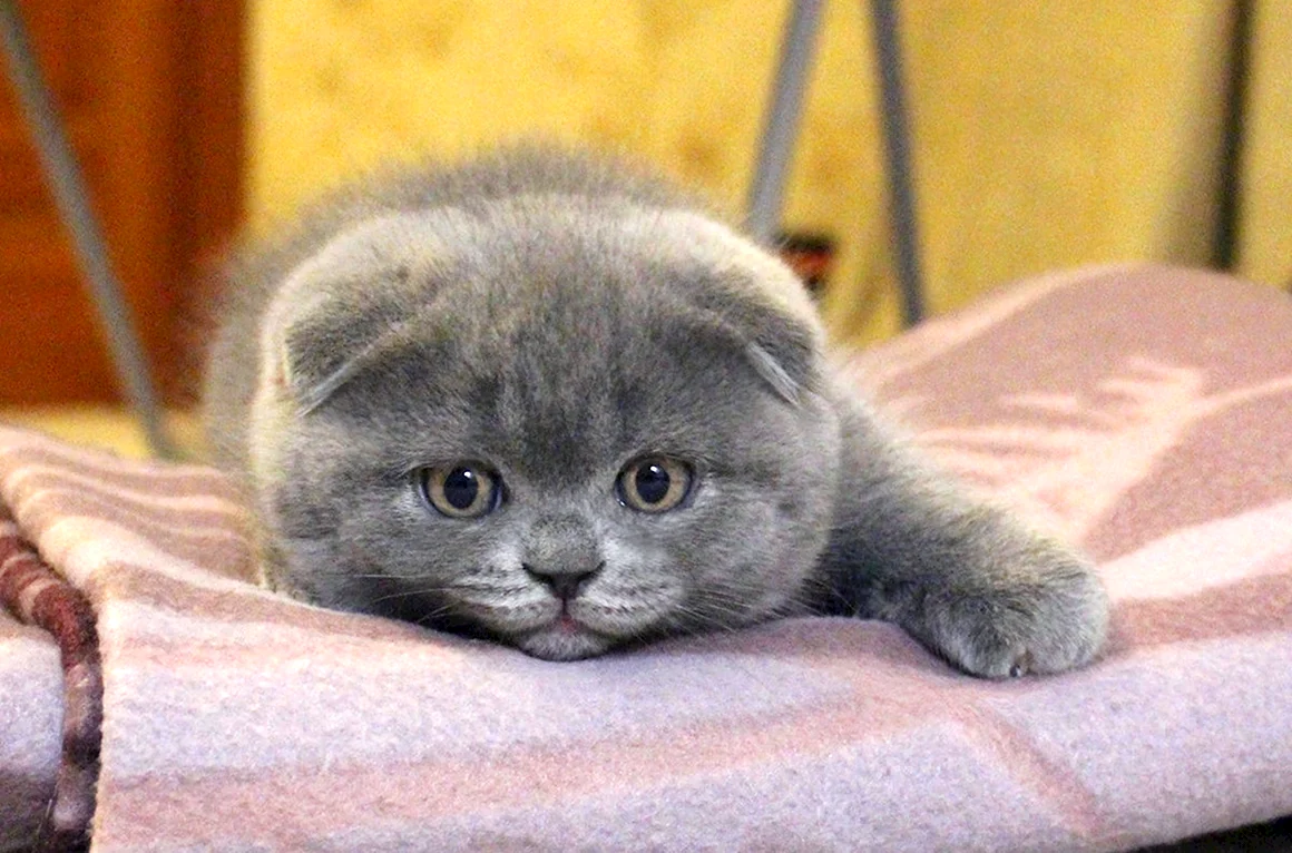 Скоттиш фолд котята
