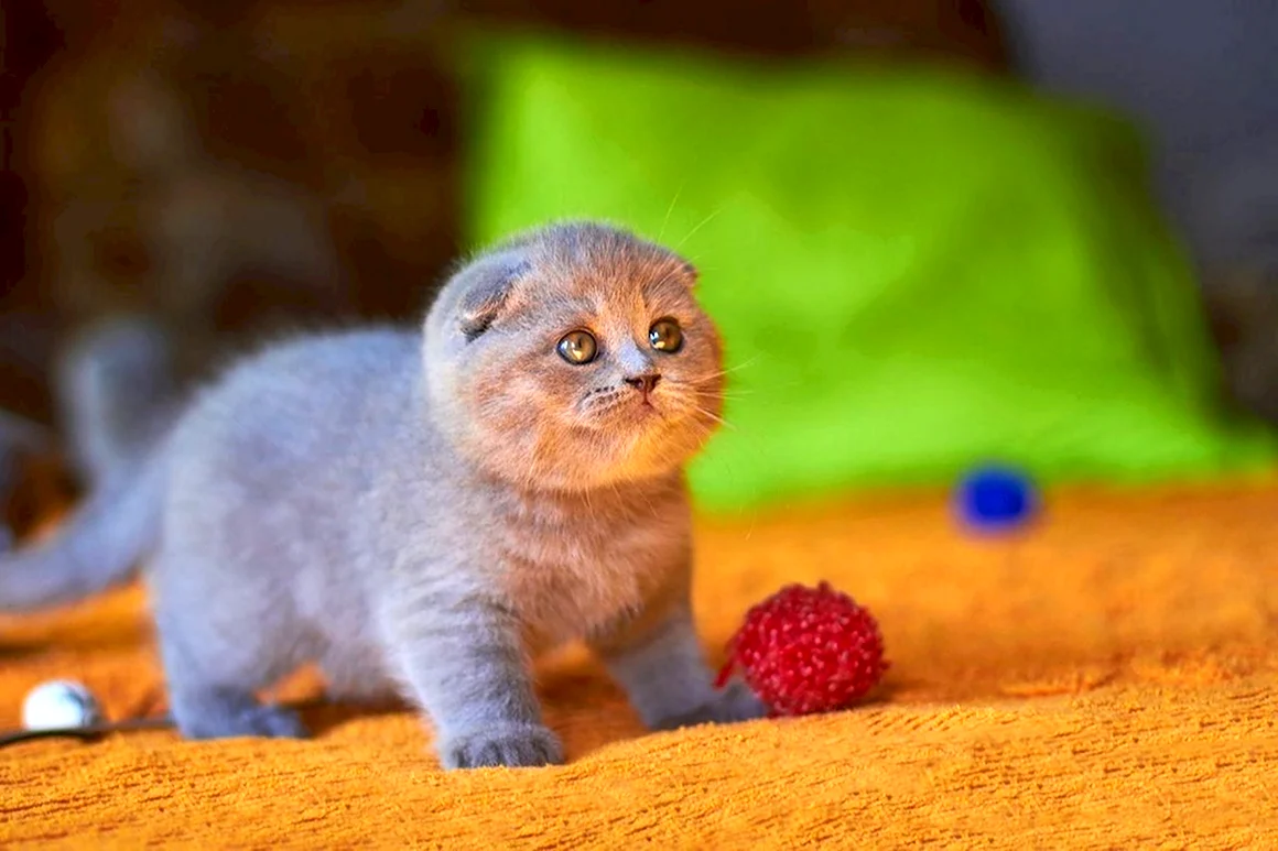 Скоттиш фолд котята