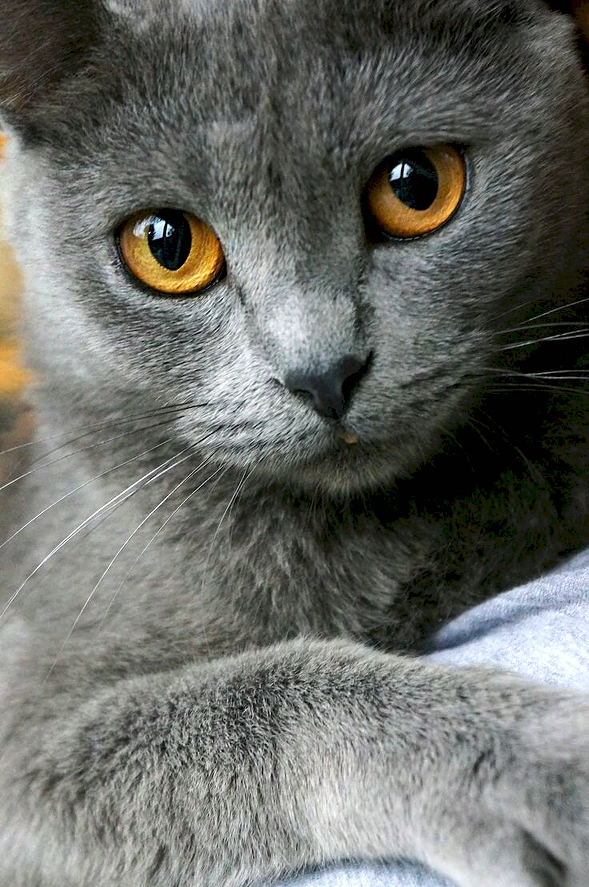 Скоттиш шартрез