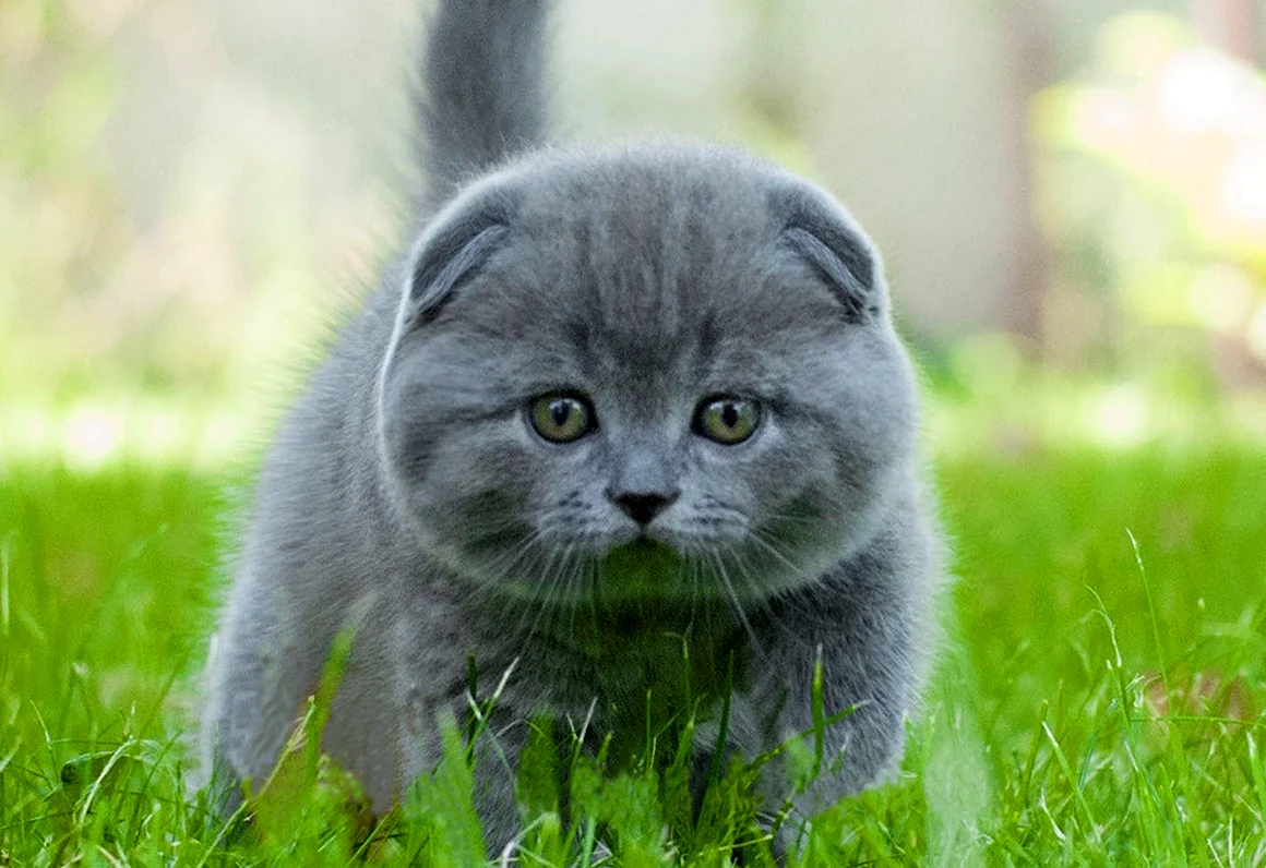 Скоттиш шартрез