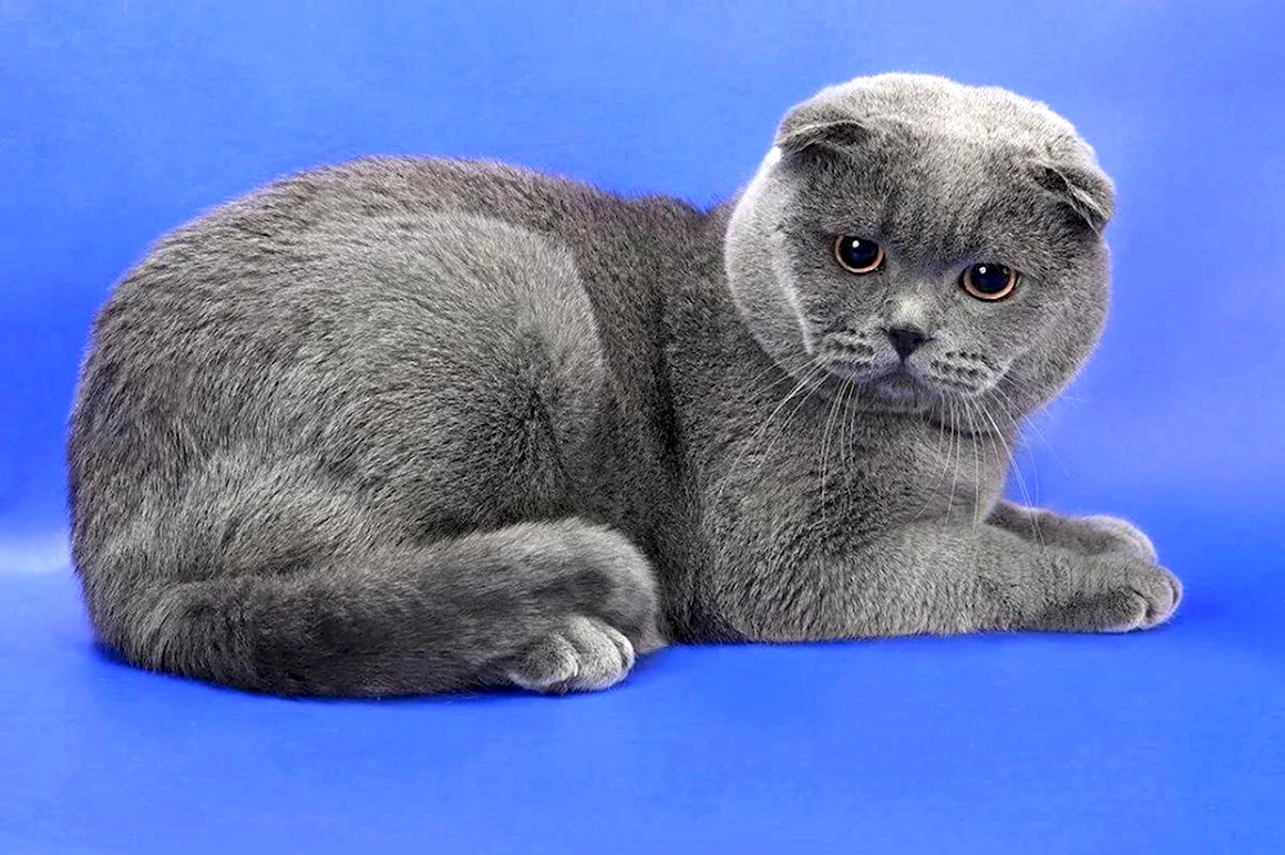 Скоттиш-фолд Шотландская