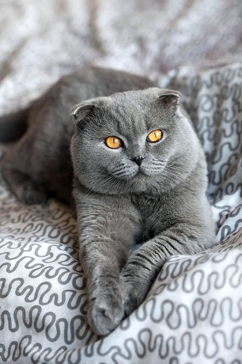 Скоттиш-фолд Шотландская