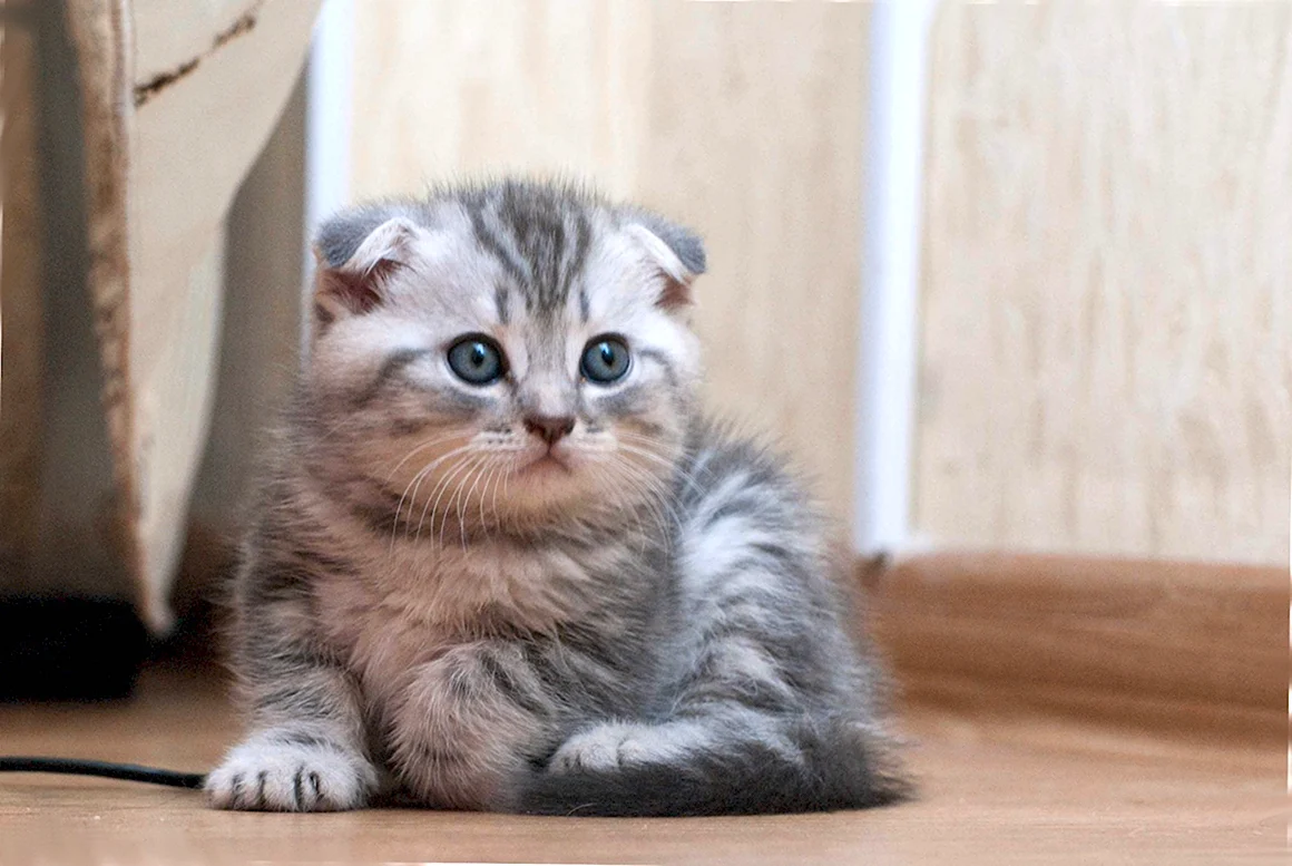 Скоттиш-фолд Шотландская маленькая