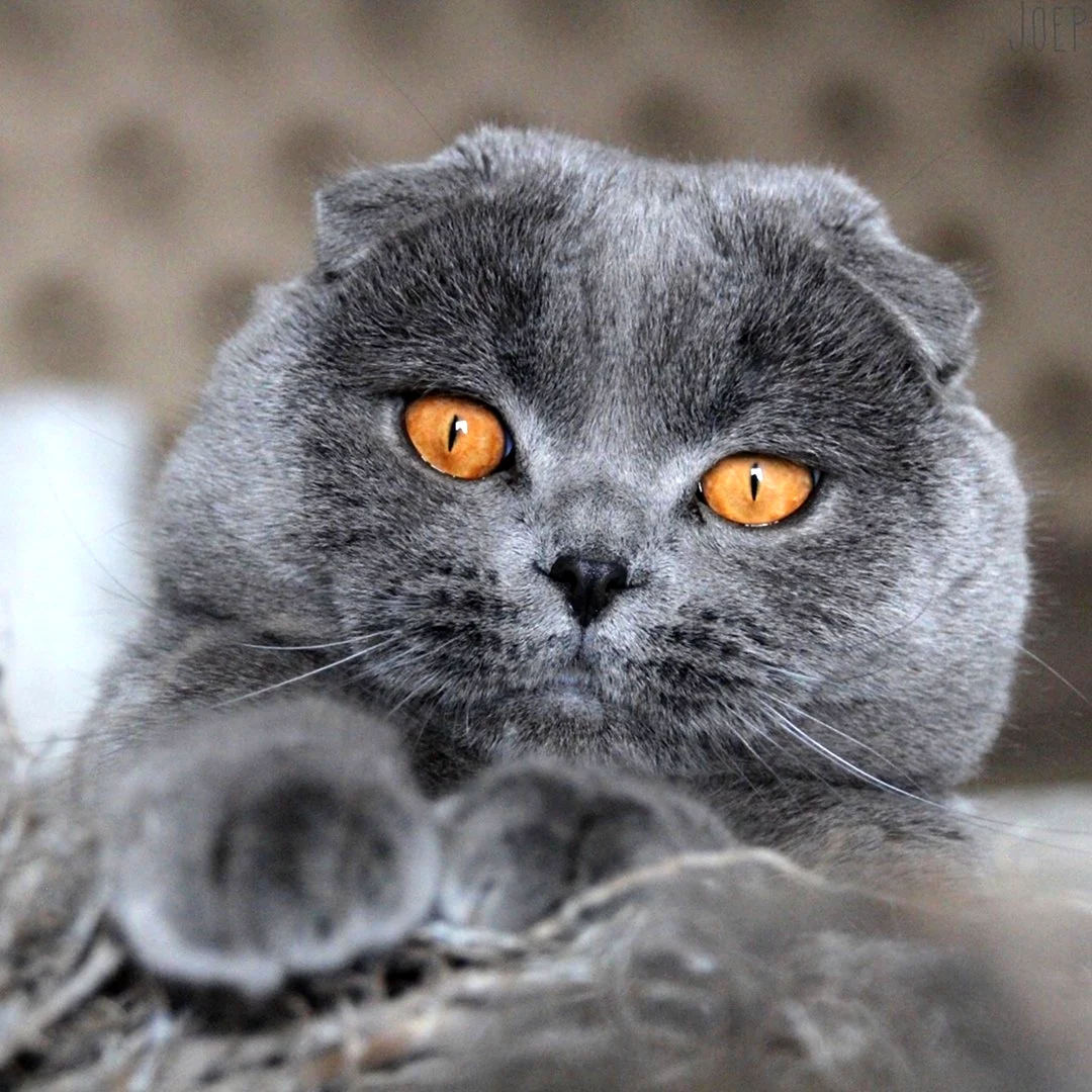 Скоттиш-фолд Шотландская вислоухая