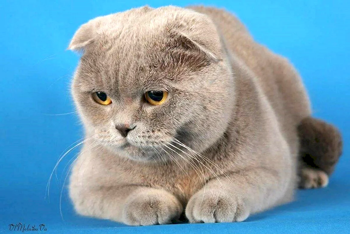Скоттиш-фолд Шотландская вислоухая