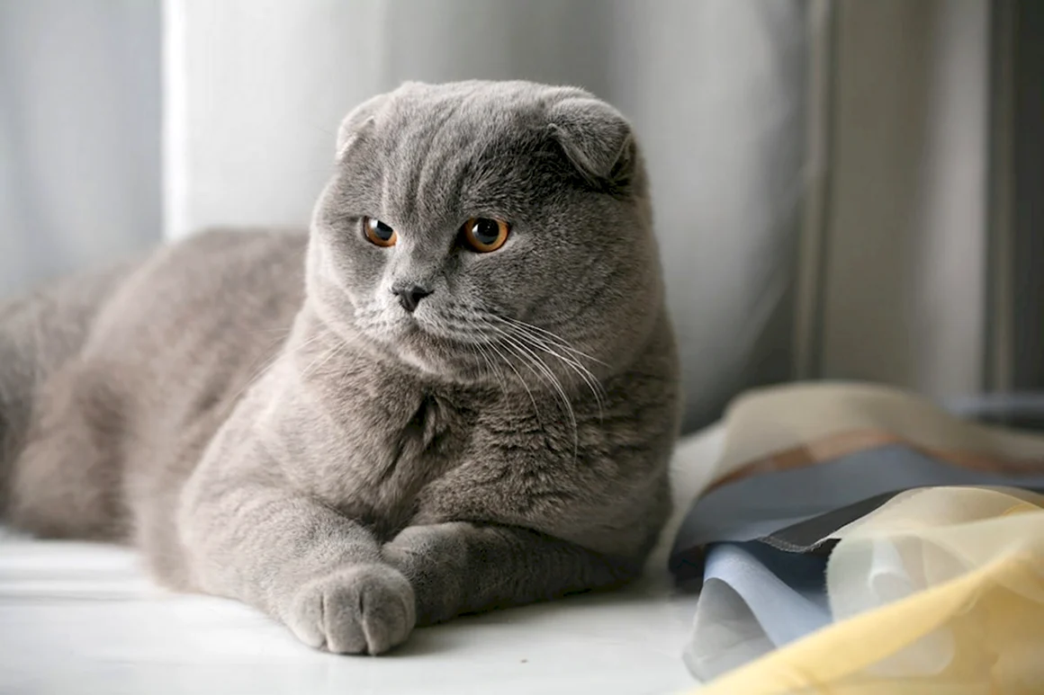 Скоттиш-фолд Шотландская вислоухая