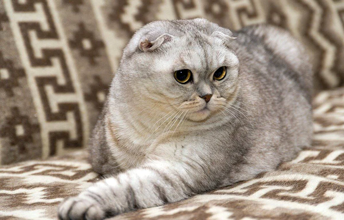 Скоттиш-фолд Шотландская вислоухая
