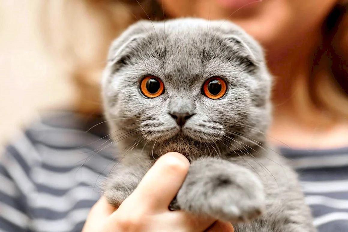 Скоттиш-фолд Шотландская вислоухая