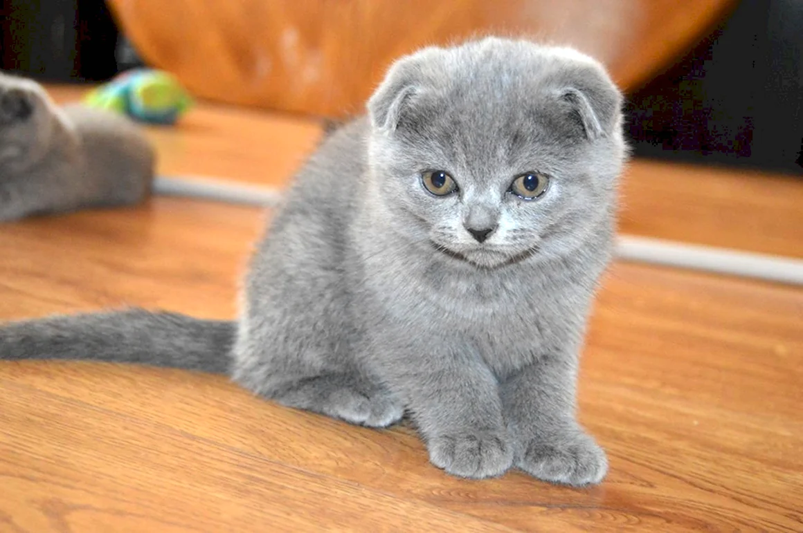 Скоттиш-фолд Шотландская вислоухая котята