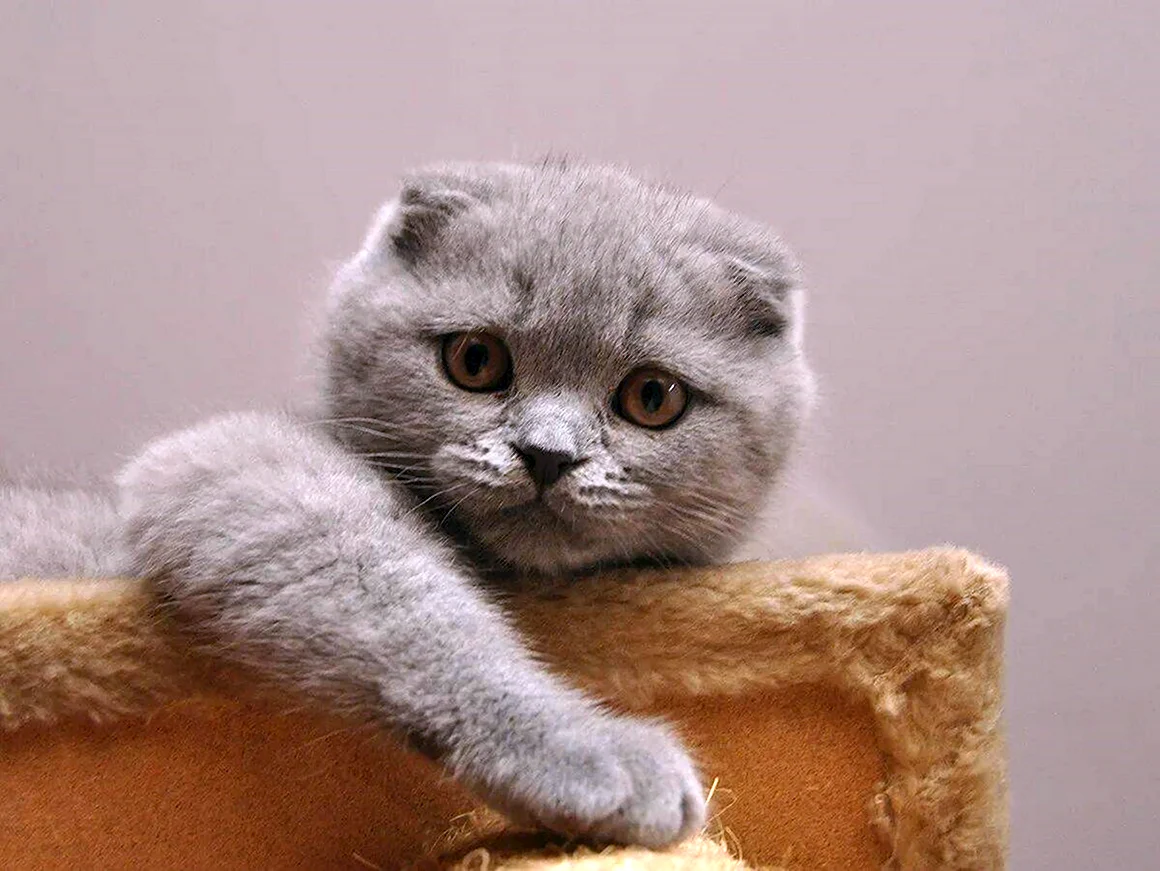 Скоттиш-фолд Шотландская вислоухая котята