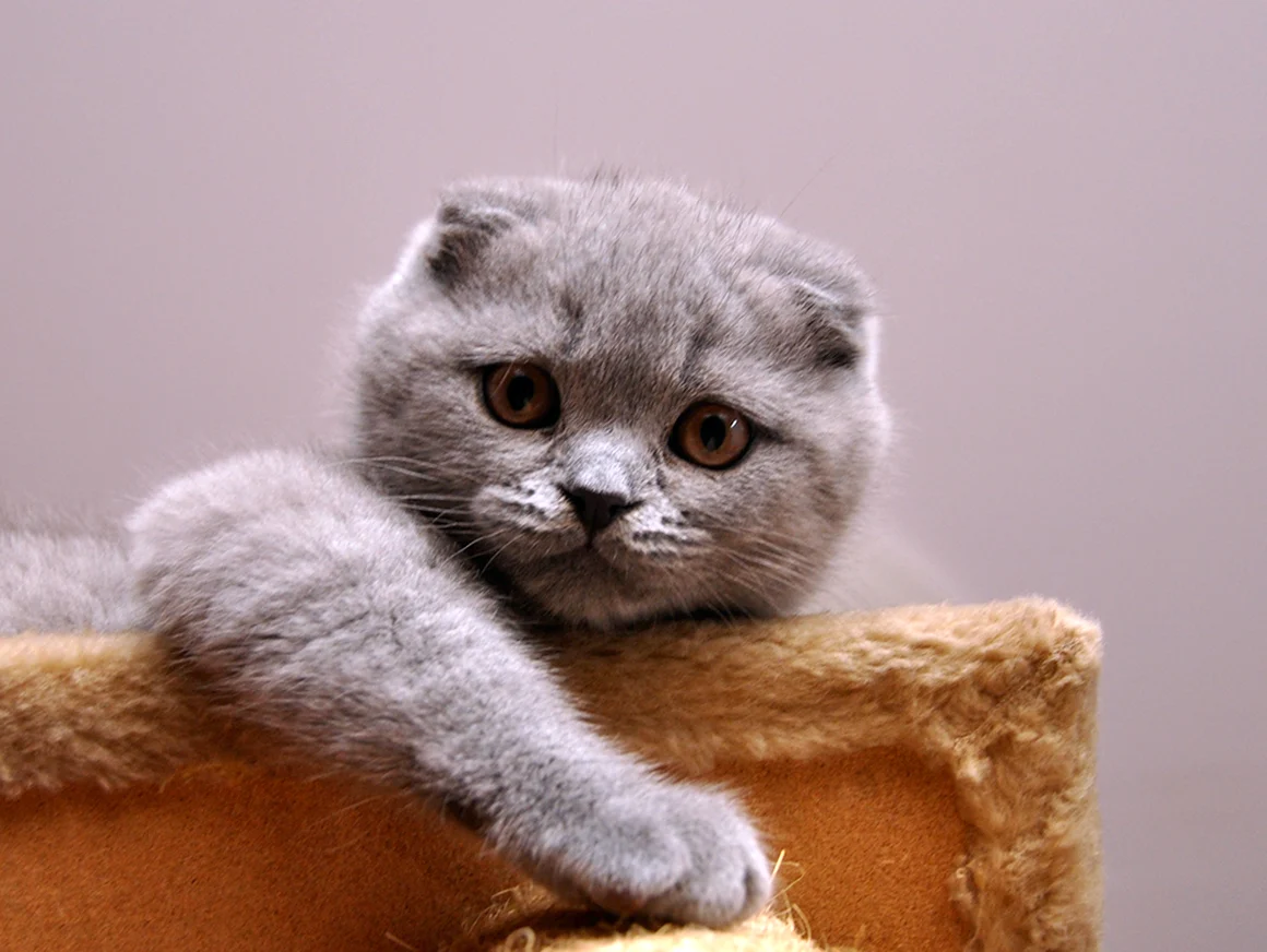 Скоттиш-фолд Шотландская вислоухая котята
