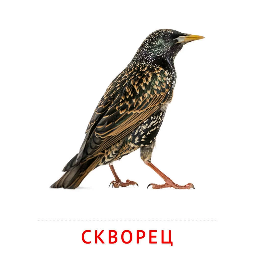 Скворец