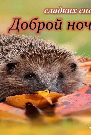 Сладких снов Ежик