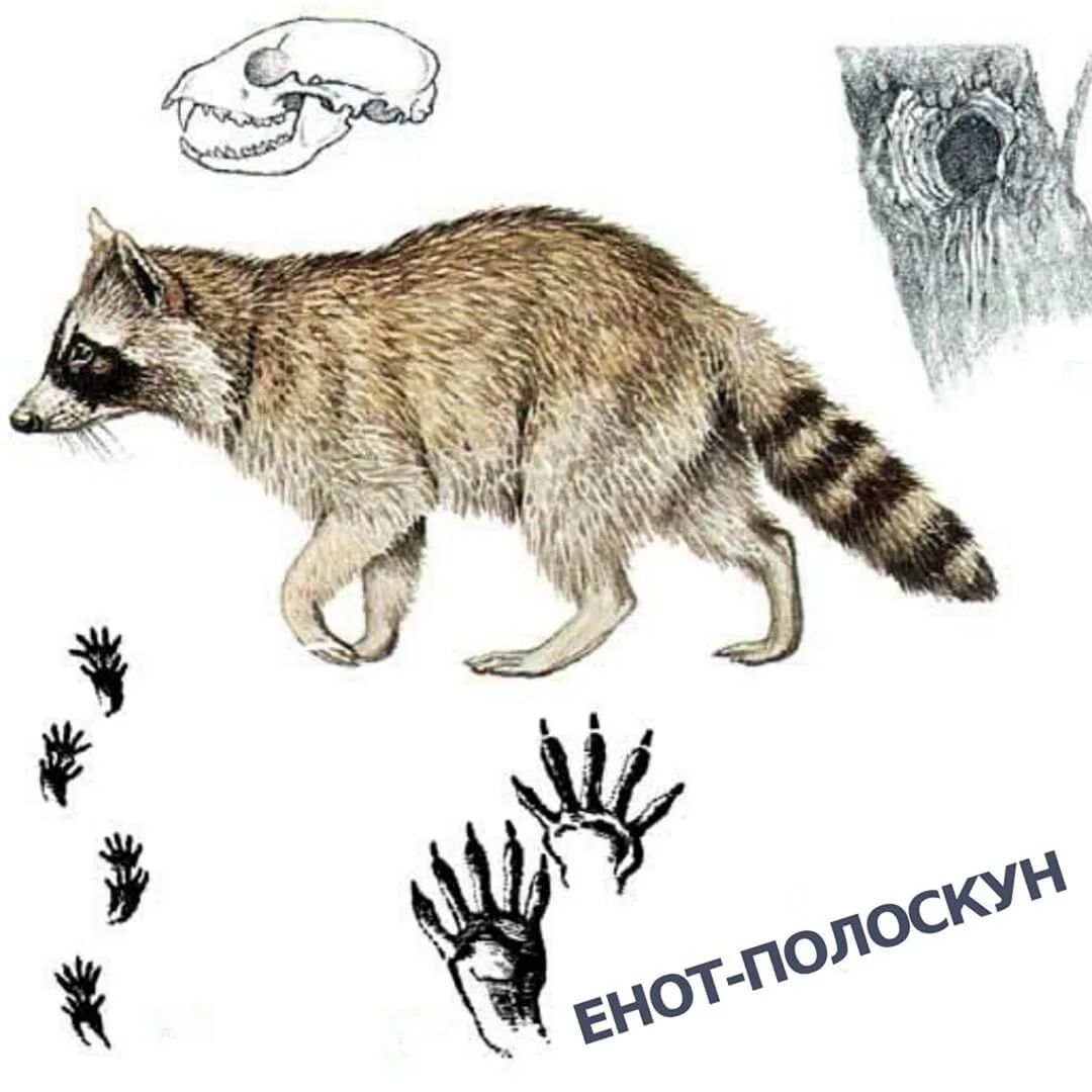 След енота полоскуна