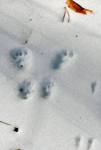 Следы белки