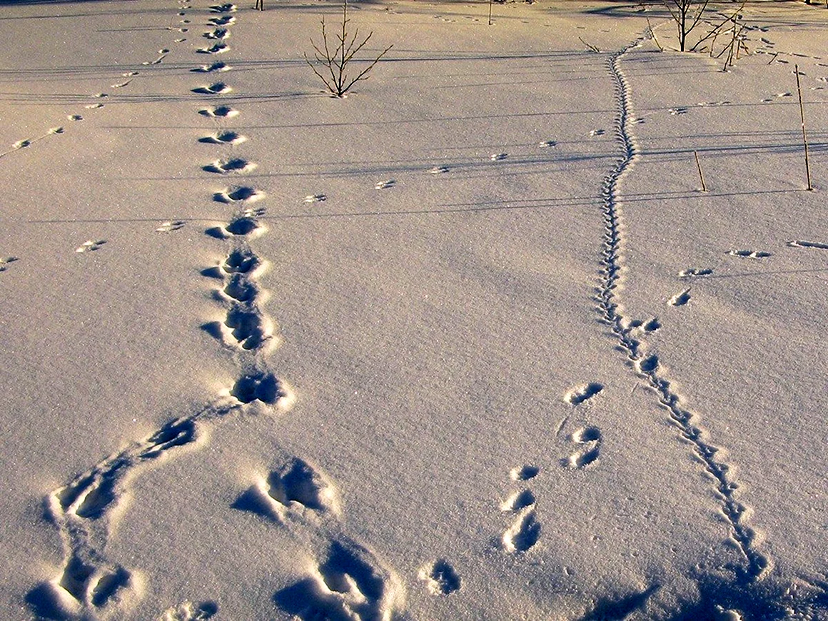 Следы на снегу