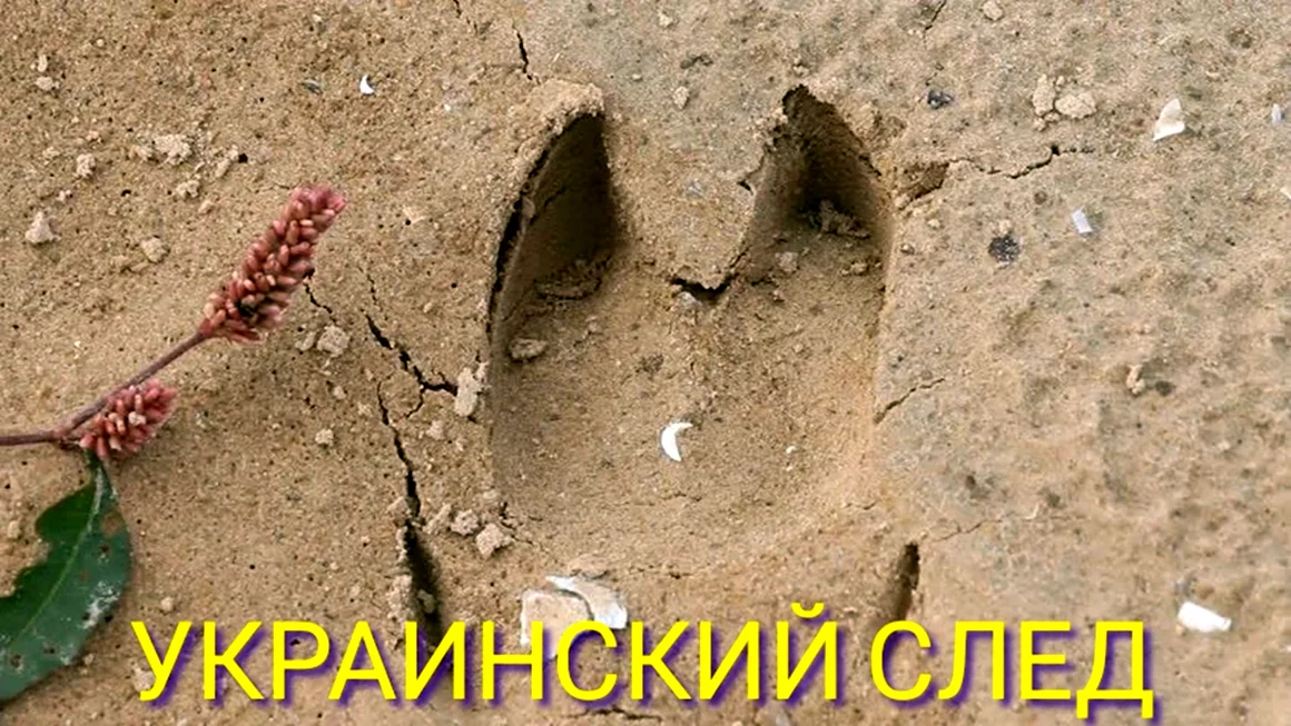 Следы свиньи