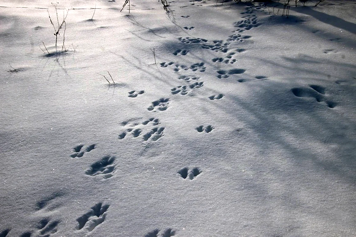 Следы животных на снегу