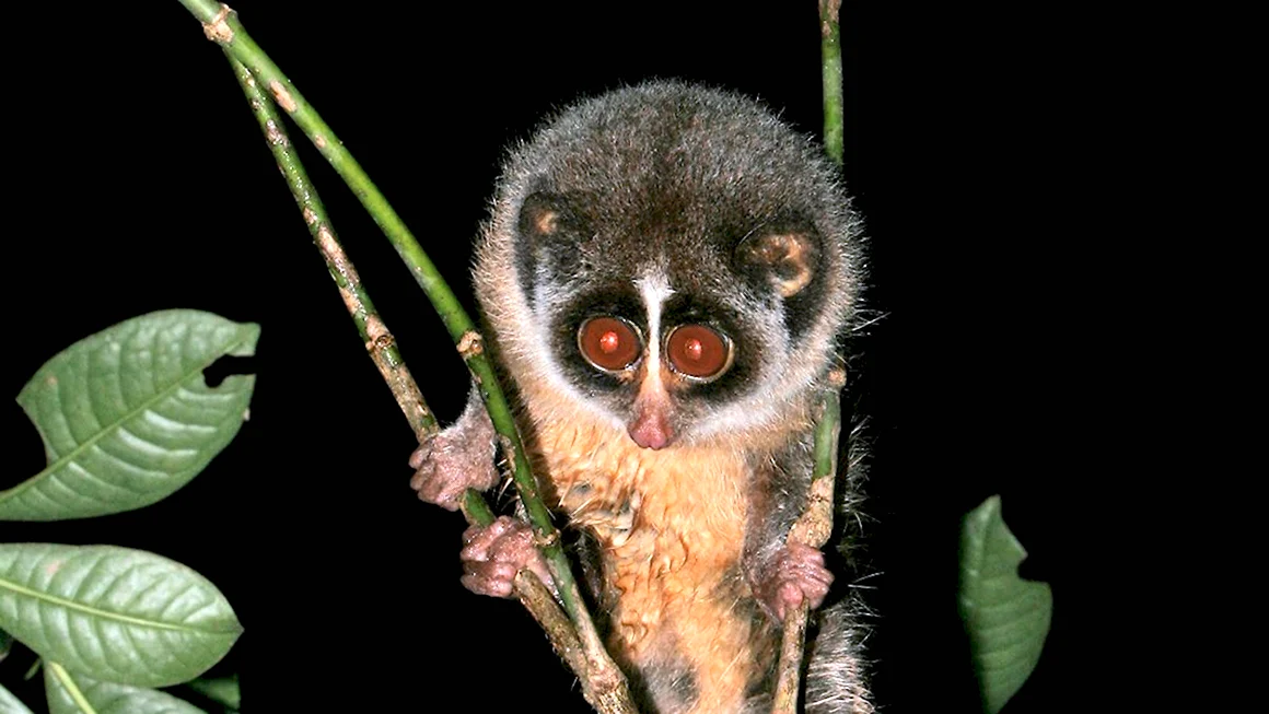 Slender Loris