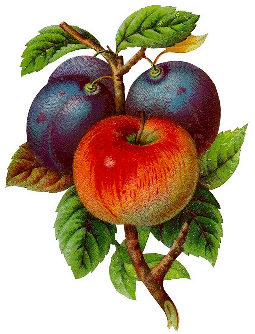 Сливы с яблоками