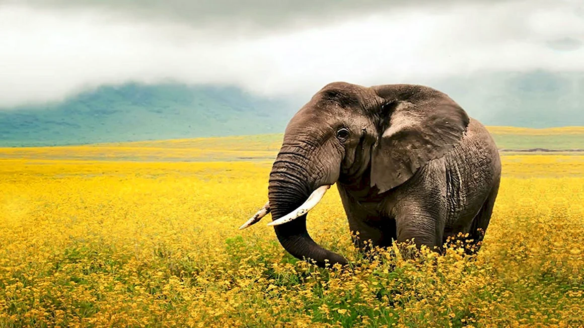 Слон National Geographic