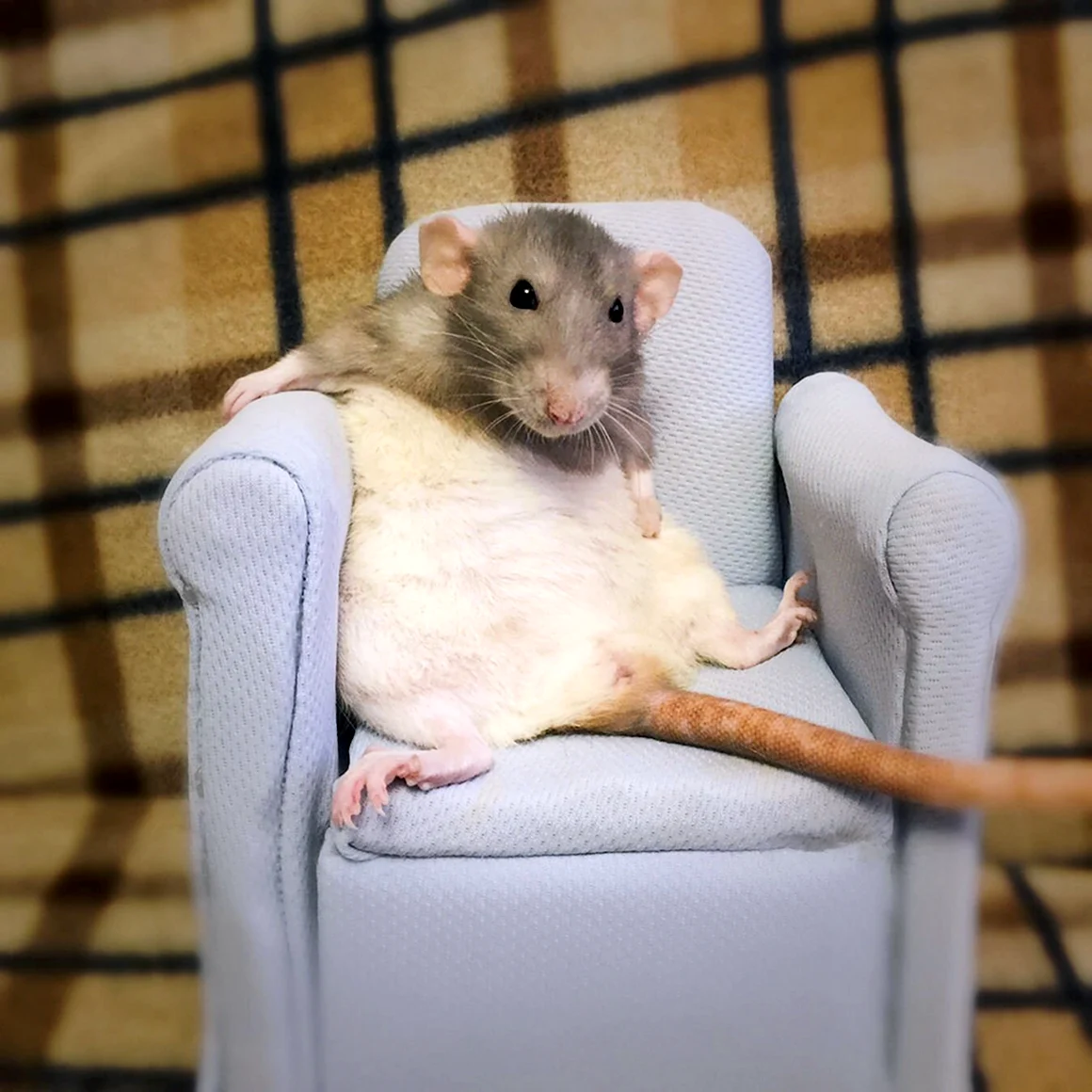 Смешная мышь