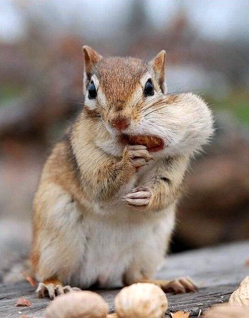 Смешной бурундук