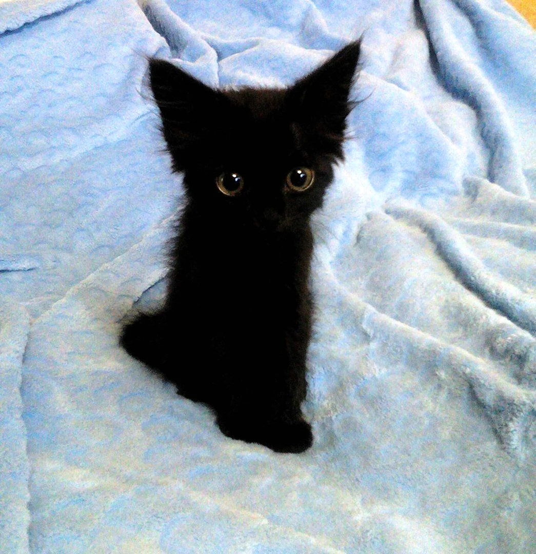 Смешной черный котенок