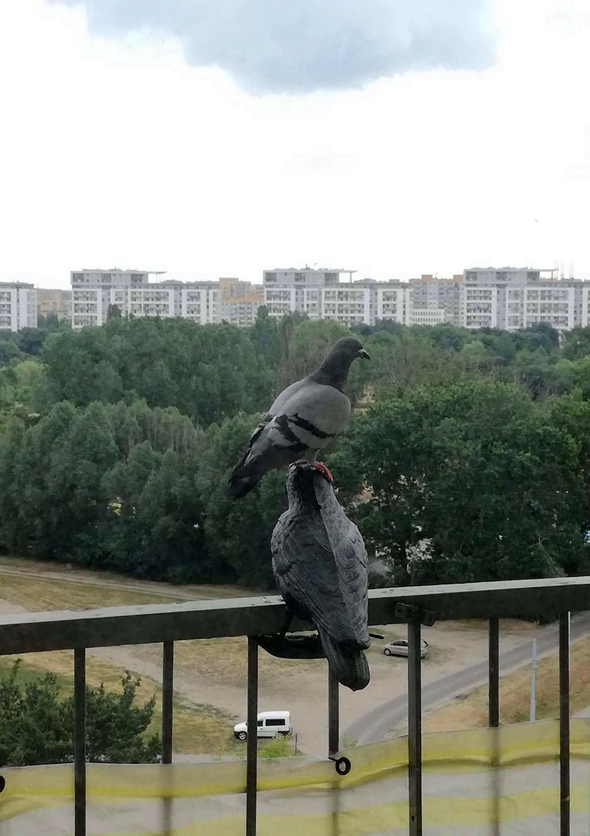 Смешной голубь