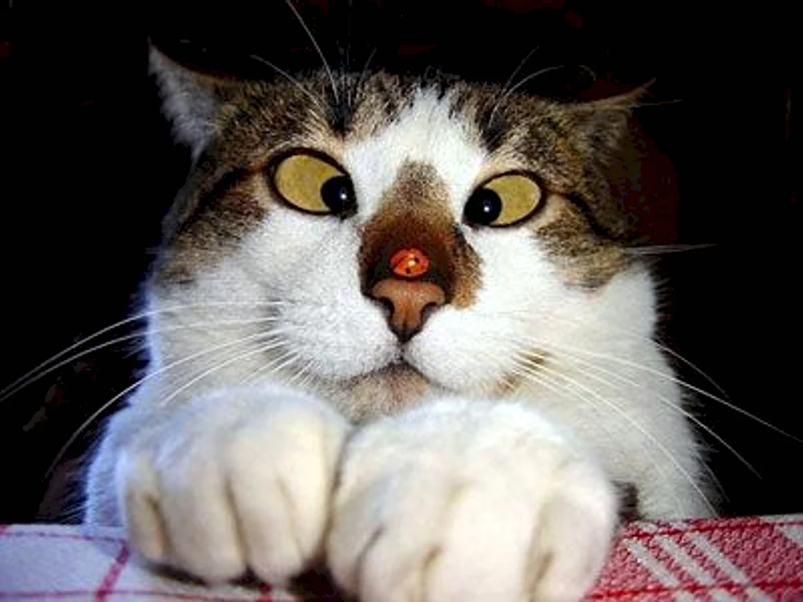 Смешной косоглазый кот
