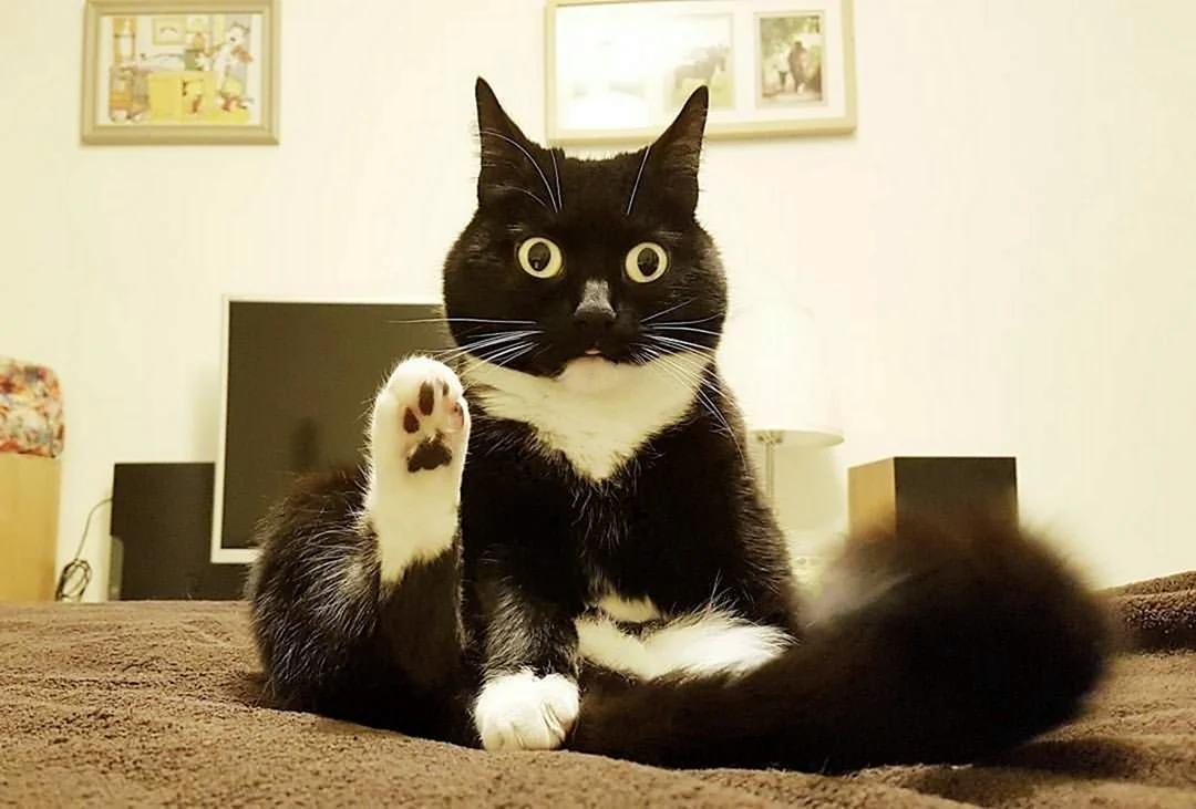 Смешной кот