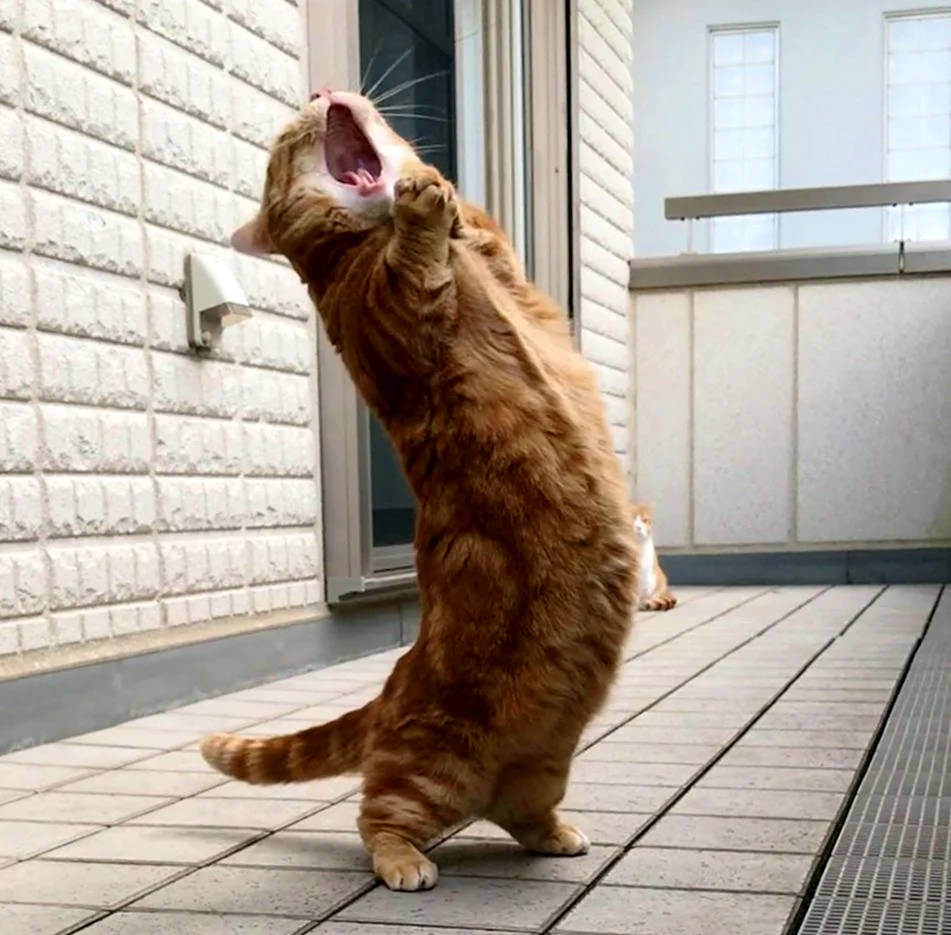 Смешной кот