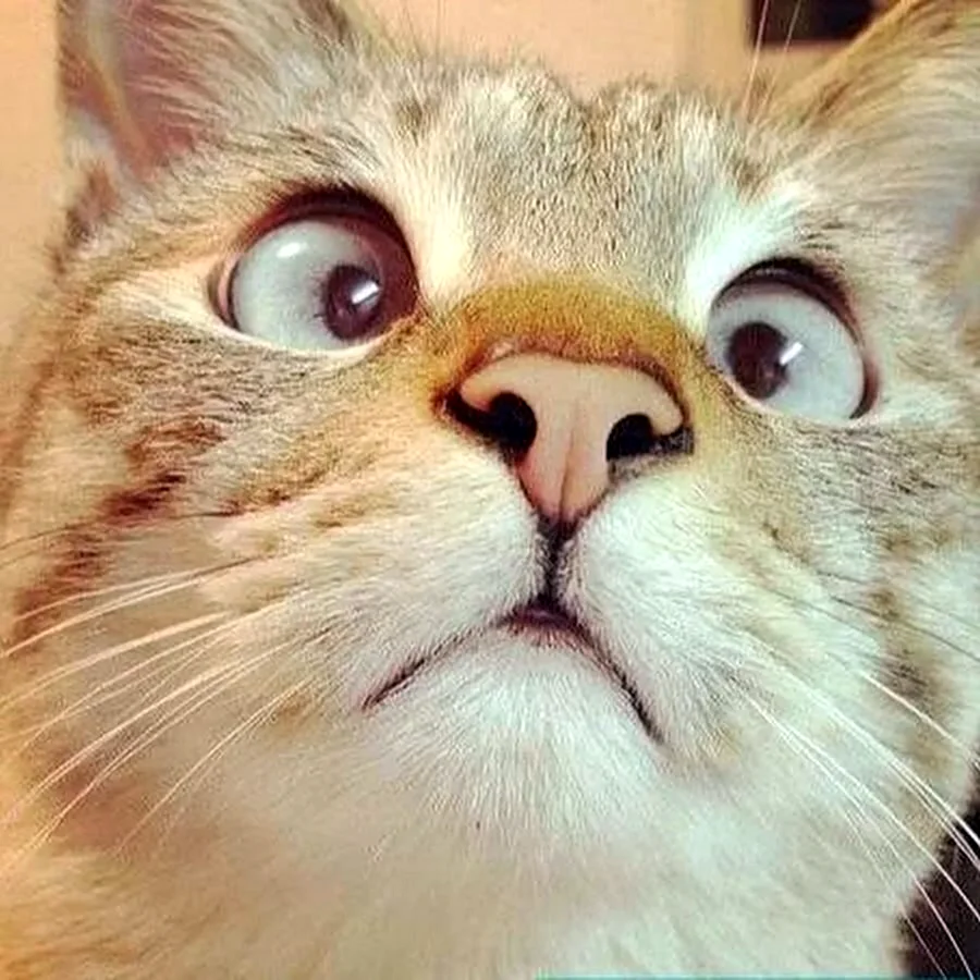 Смешной кот