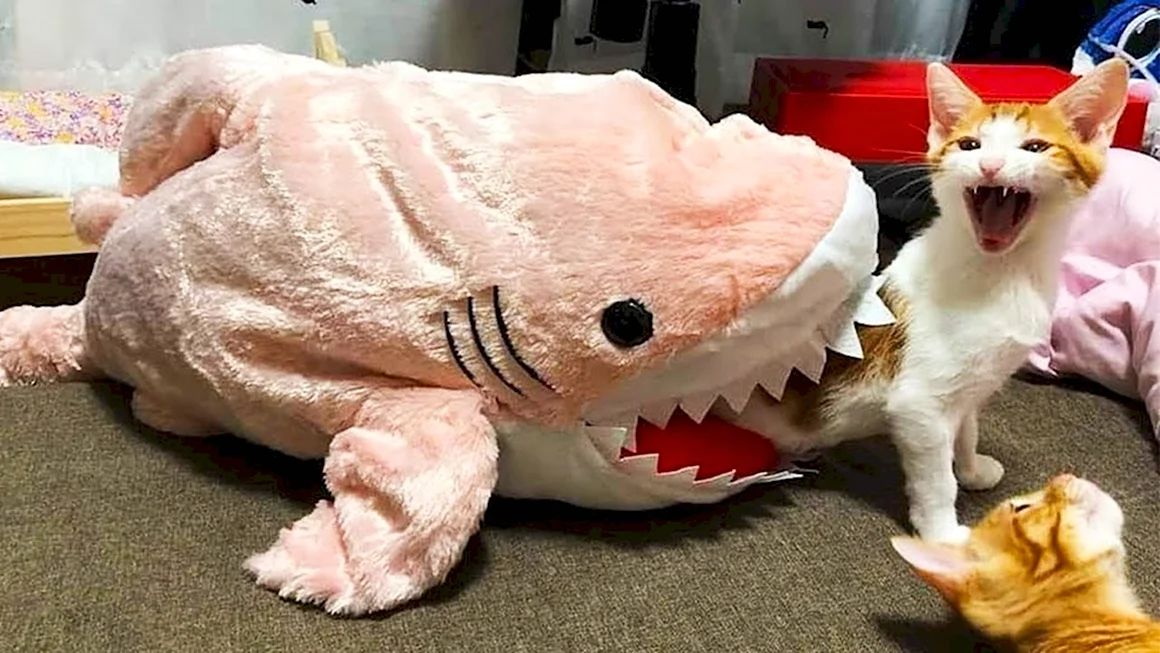 Смешной кот ржака