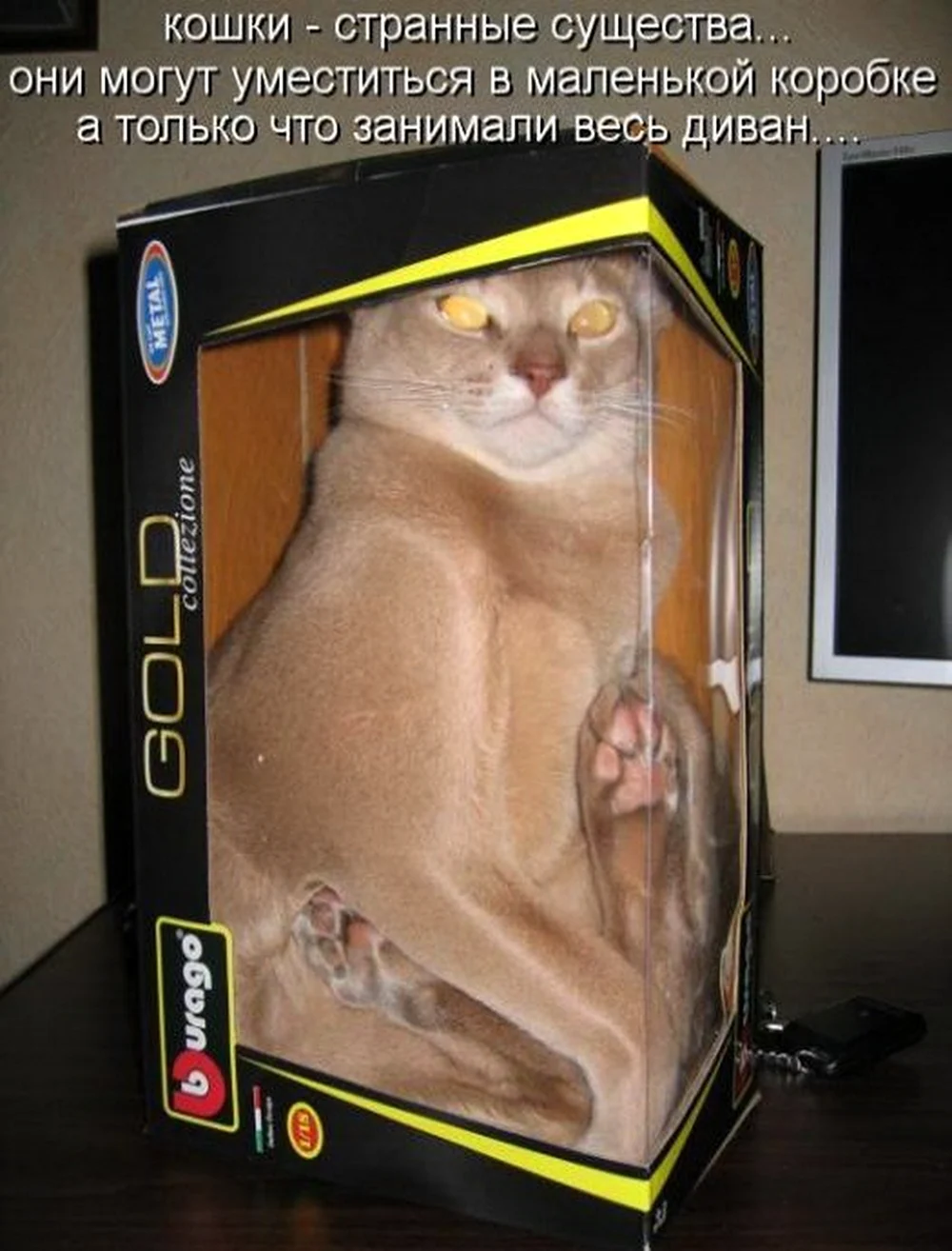 Смешной кот с подписью